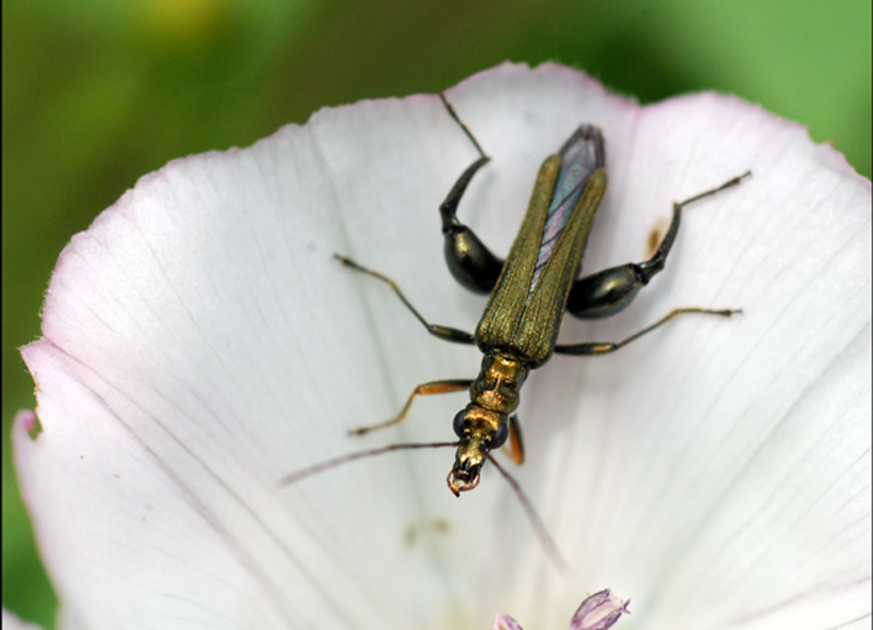Oedemera nobilis? no, flavipes